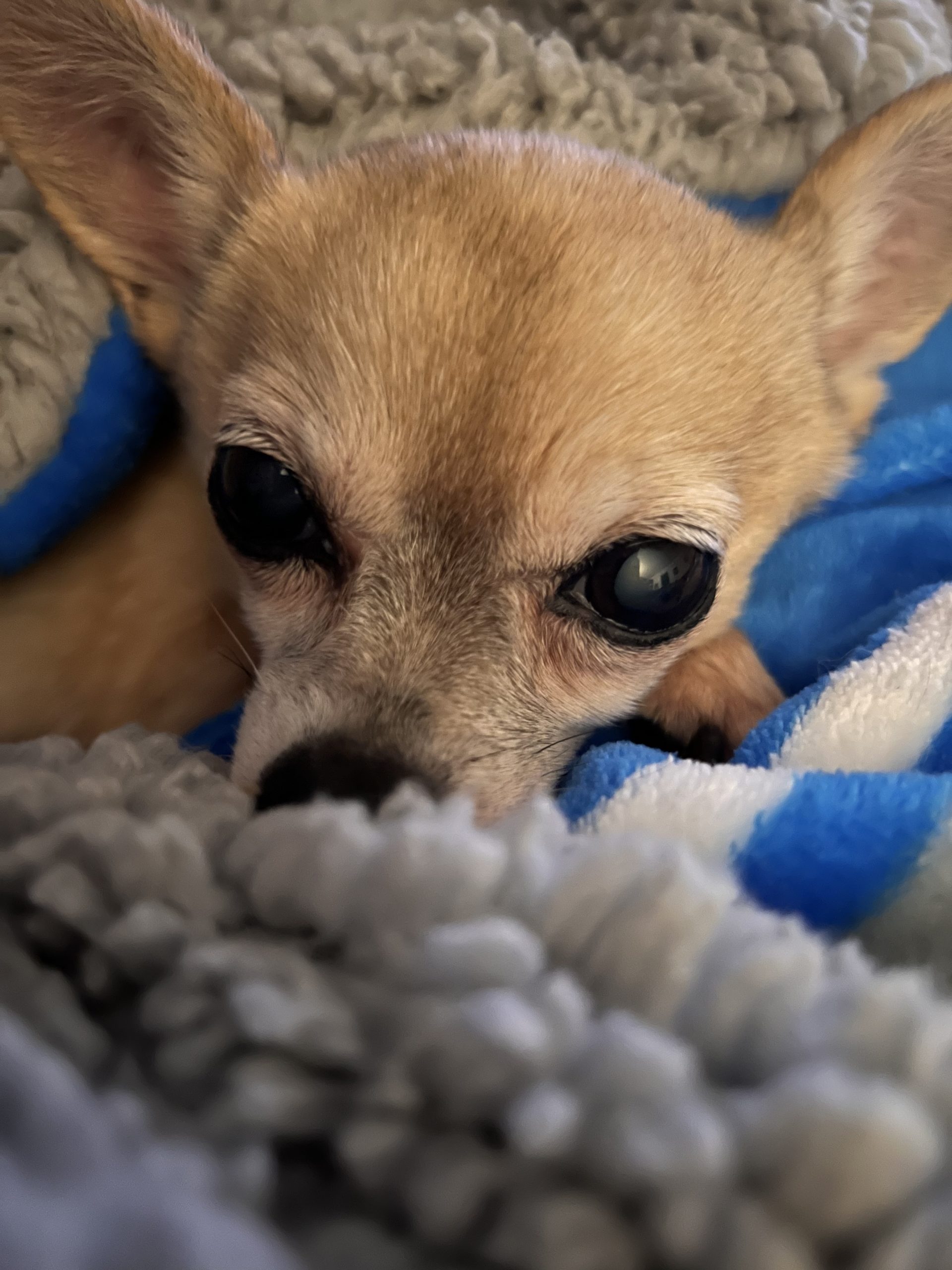 December 2022 Bottle Babies Rescue