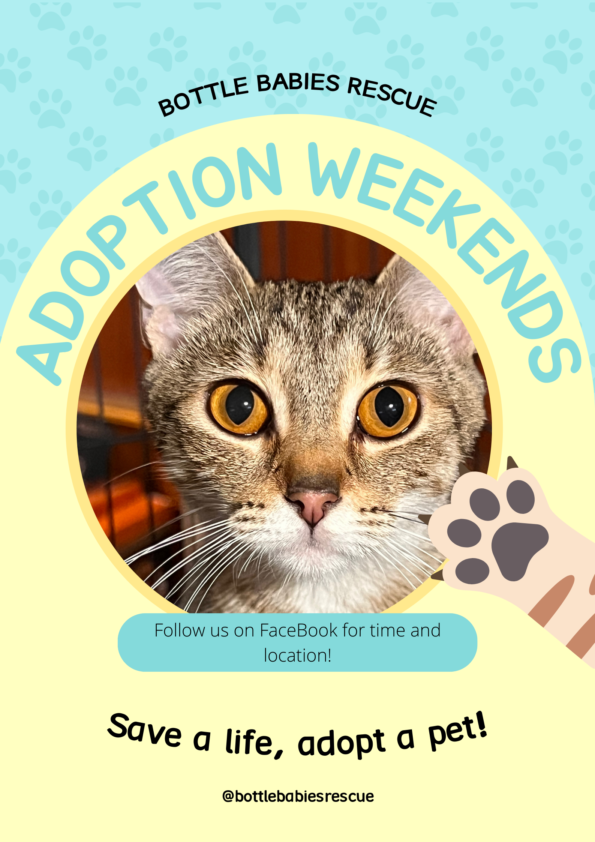Mint Cream Simple Pet Adoption Poster